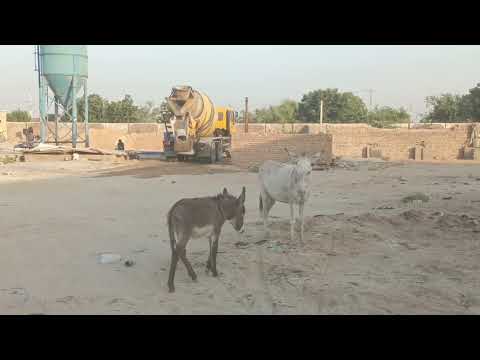 Baby Donkey Videos Animals Donkey Success Subscribe Trending Entertainment Viral Wildlife 