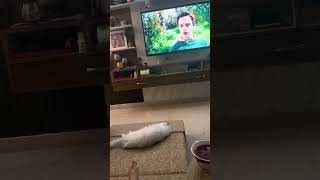 Jade watching T.V #cat cat #catlife #kitten #catloversonly