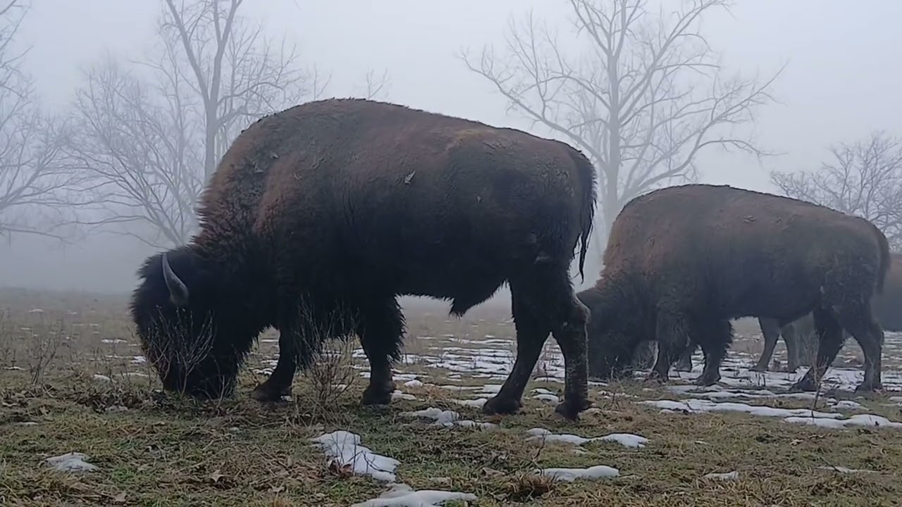 Bison in the Mist.                    #oldschoolalaska #americanbison #bison #buffalo 