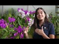 view Finding women orchid scientists in history, ft. horticulturist Virginia Thaxton digital asset number 1