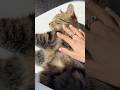Pick one: The nails, the ring, or Vanilla ☀️✨ nails @hermes #frenchmanicure #orangenails #catlove