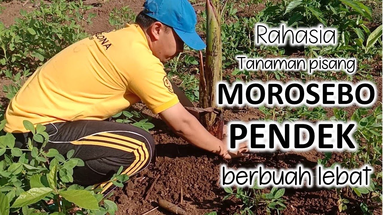 Cara menanam pisang morosebo 6 bulan panen 