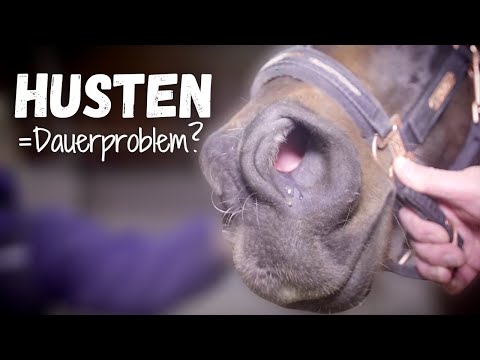 Video: Würge Bei Pferden – Halsentzündung Bei Pferden