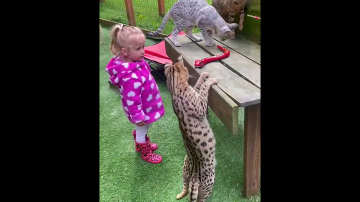 Watch the video about Savannah cats against a venomous snake 🐍 - f1 savannah and f2 silver savannah