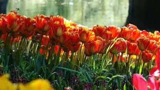 Flower walk at Keukenhof Lisse 2019 during corona year