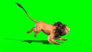 Green Screen Ferocious Lion Runs Attacks and Roars - Footage PixelBoom CG