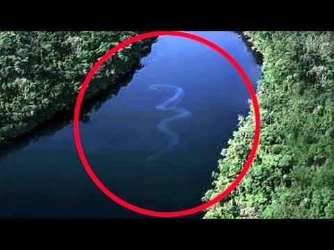 🔴 10 Monstruos MORTALES Encontrados en el Rio Amazonas