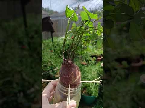 Vídeo: Sprouting Sweet Potato Slips - Quan i com començar un Slip de moniato