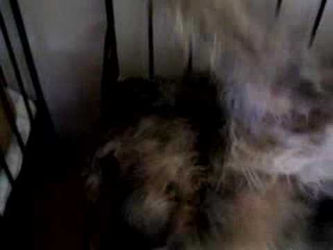 bribiba irish wolfhounds