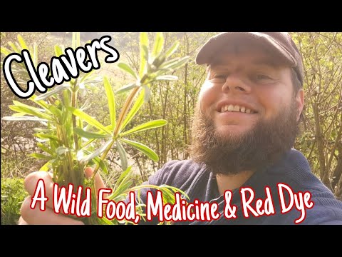 Video: Bedstraw Mềm Mại