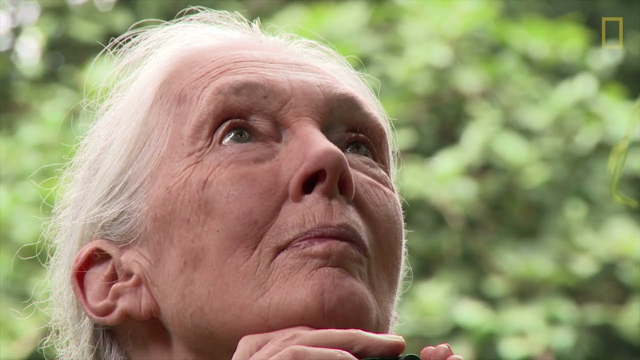National Geographic Tribute to Dr. Jane Goodall