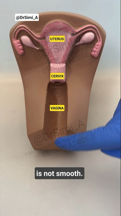 Do you know your Vagina? 👀 #short | Where is the vagina?