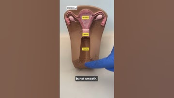Do you know your Vagina? 👀 #short | Where is the vagina?