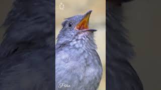Download Lagu Masteran Burung Bersuara Unik #amazing #birds #viralvideo #unik #trending #kicaumania MP3 Download Lagu Masteran Burung Bersuara Unik #amazing #birds #viralvideo #unik #trending #kicaumania MP3