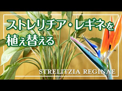 ストレリチア・レギネの植え替え】みなさんの極楽鳥花が咲かない原因は