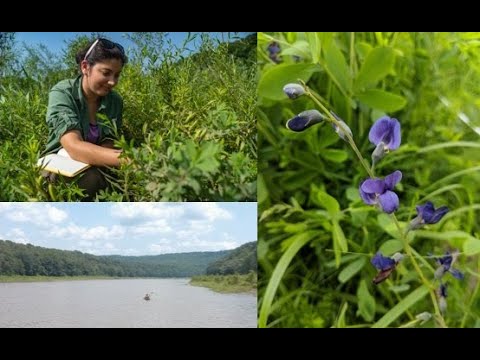 Vídeo: Baptisia Plant Care: com créixer i cuidar les falses flors d'índigo