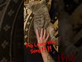 #cat Pigs Roll Song