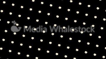 White maple leaves flowing upwards on black background, seamless loop. Animation. Monochrome motion