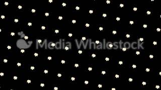 White maple leaves flowing upwards on black background, seamless loop. Animation. Monochrome motion