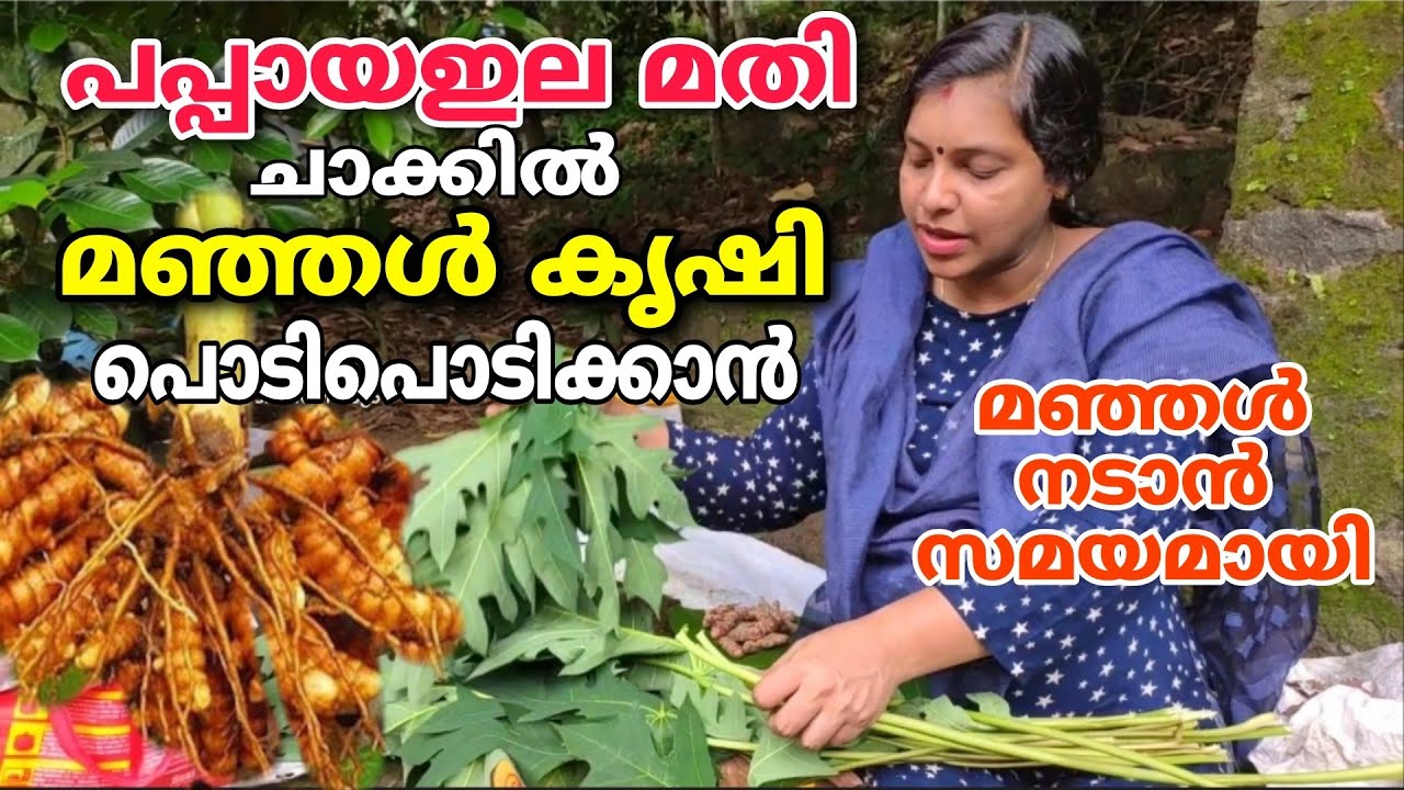 പപ്പായ ഇല മതി , ചാക്കിൽ മഞ്ഞൾ കൃഷി പൊടിപൊടിക്കാൻ Manjal krishi