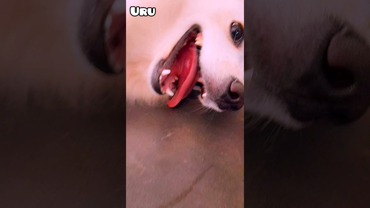 Dog shorts video ️ ️ #dog #puppy #animals #cute #funny - Dog News Web