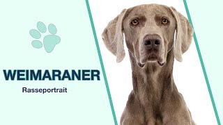 Weimaraner im Rasseportrait | Jagdhund oder Familienhund?