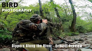 BIRD PHOTOGRAPHY | Dippers along the river | Mindless Moments in Nature | Relaxing Sounds