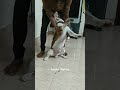 "Junior Dance"❤️#viralvideo #shorts#trending #youtubeshorts #dog ##dogofyoutube #youtube #dance