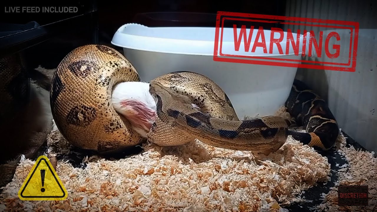 Boa Constrictor Triple Feeding : *WARNING* INCLUDES LIVE FEED - YouTube