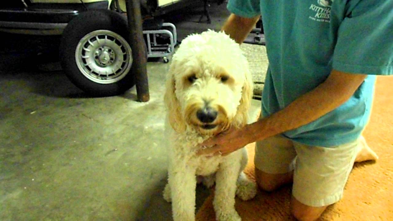 Cooper The Goldendoodle Burping YouTube