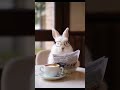 I Tried This Rabbit Trick for 30 Days and Got Amazing Results!