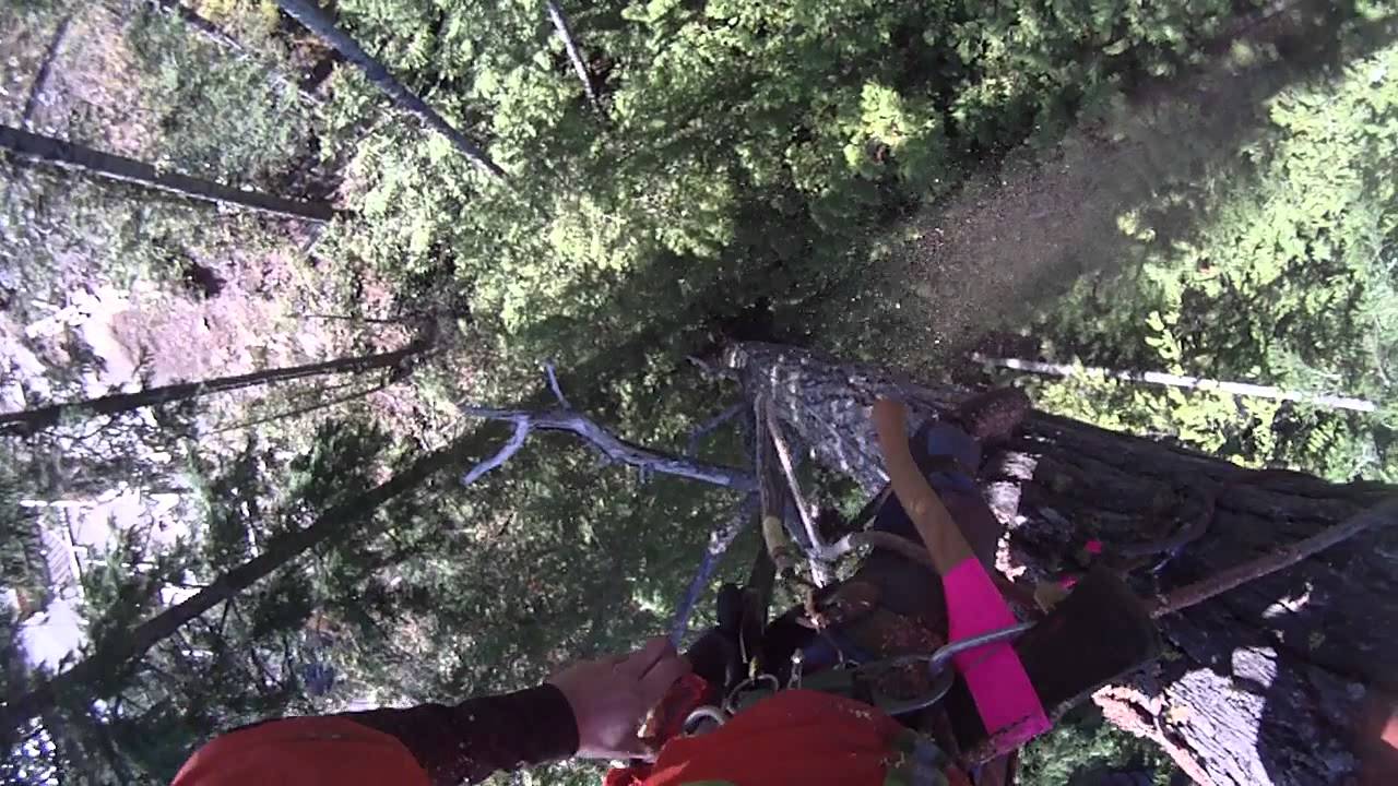 Great day to top a tree youtube