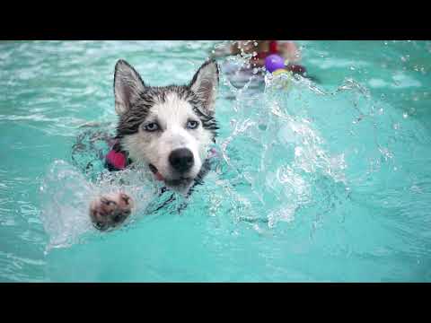 Wideo: Jakie są dwa rodzaje piór?