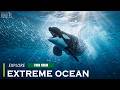 Deep Dive Into Marine Life | From Plankton to Predators | The Ocean’s Largest Food Chain