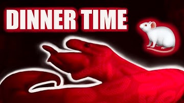 Feeding My Baby Banana Ball Python - Pt 2