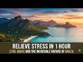 Relieve Stress in 1 Hour: Soul Music and the Incredible Nature of Brazil