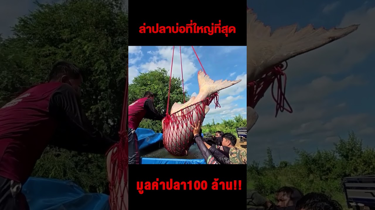บุกล่าปลาในบ่อที่ใหญ่ที่สุดในประเทศมูลค่าปลากว่า 100 ล้านเชียว!!