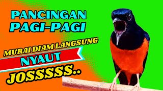PANCINGAN PAGI-PAGI AGAR MURAI GACOR❗❗ MURAI DIAM PASTI NYAUT EMOSI❗❗❗