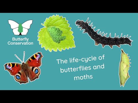 וִידֵאוֹ: מחזור החיים של עש Tortrix: זיהוי וטיפול ב-Tortrix Moth Caterpillar