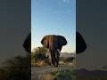 ELEPHANT ATTACK 🐘#kidsvideo #shortvideo