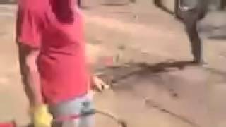 Gopher hole destruction