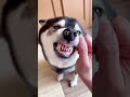【閲覧注意】飼い主に唸る柴犬がとんでもないことに！！