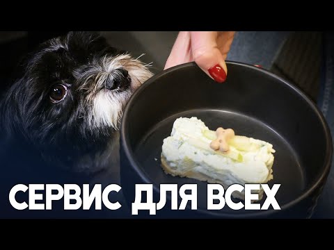 Поесть в ресторане в компании своей собаки можно в Риме