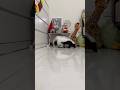 scratching left and right🐾#animallife #animals #skunks #pets #shortvideo #shorts #funnyanimals