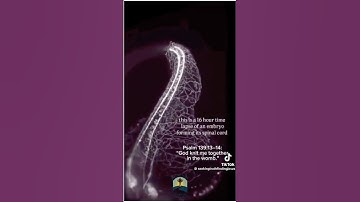 16 Hour Timelapse: How a Baby’s Spinal Cord Forms in the Womb | Incredible Embryo Development