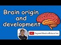 Brain Origin & Development | Neural Tube | Brain Vesicles | Neural Plate | Neural Crest