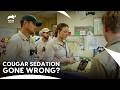 Sedating A Cougar: High Stakes Health Check Up | Crikey! It's The Irwins S2 E3 | Animal Planet India