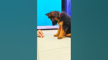Puppy Training | German Shepherd Dog | Puppy | MrNarzari #dog #puppy #germanshepherd