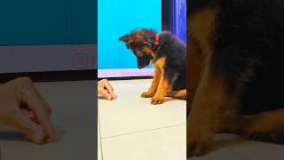 Puppy Training  German Shepherd Dog  Puppy  Mrnarzari dog puppy germanshepherd
