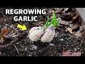 Brilliant Way to REGROW Garlic for FREE Every Year!